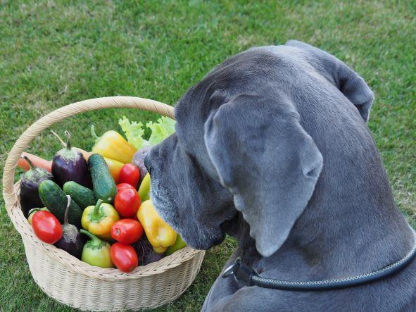 can dogs eat plant based