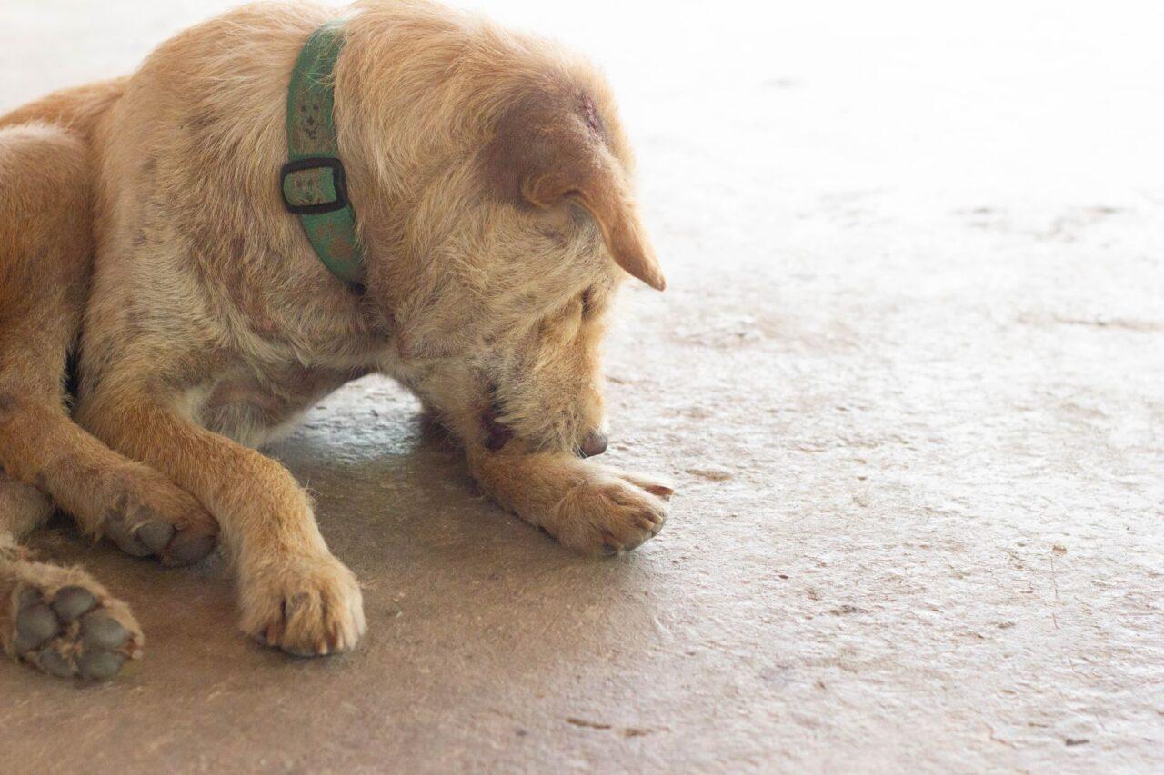 Here's Why It's Dangerous to Let Your Dog Lick Your Plate